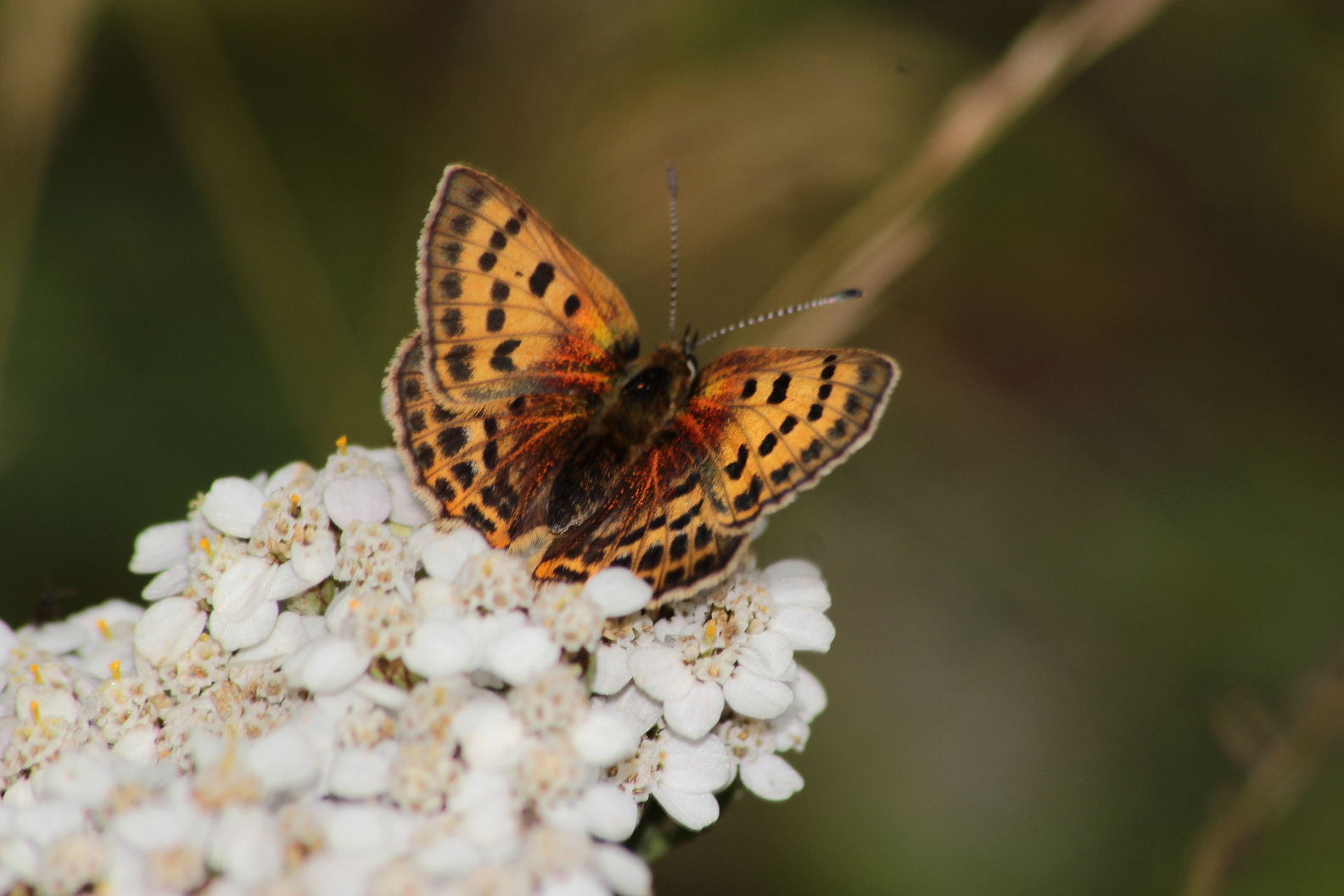 Lepidoptera da determinare-4 - Lycaena virgaureae, Lycaenidae